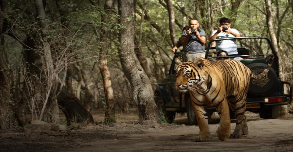 Ranthambore Jungle Safari with Jaipur Tour From Delhi